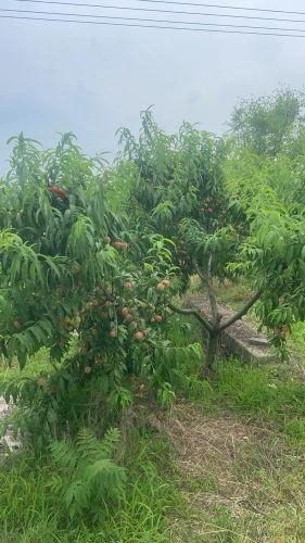 玉皇庙 2